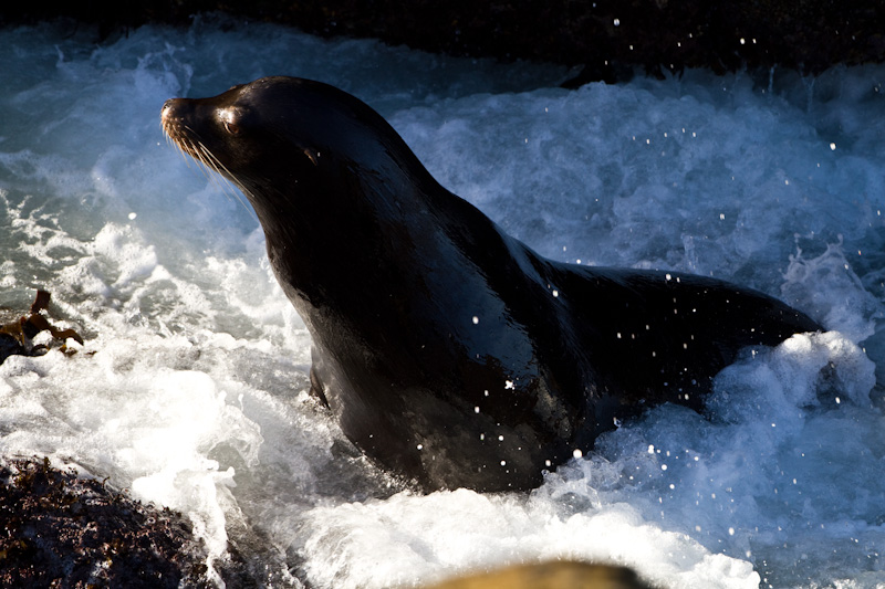 California Sea Lion In Surf